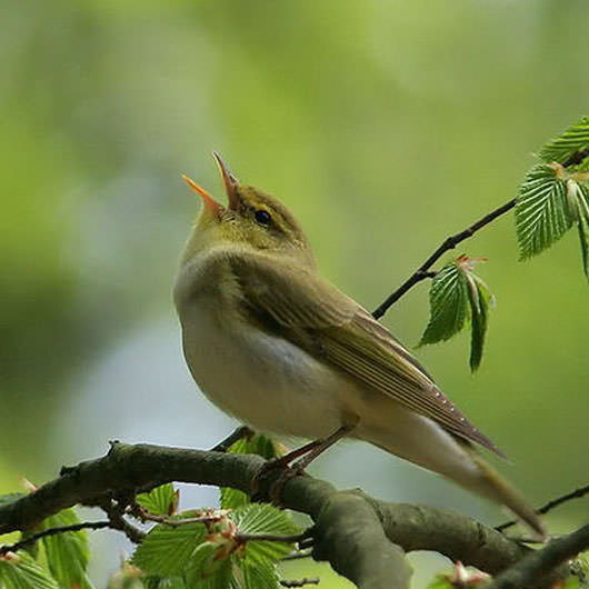 nature birds sounds download