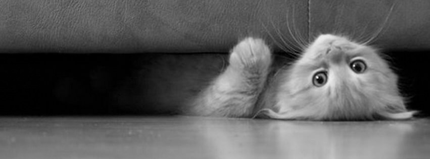 couch cat facebook cover
