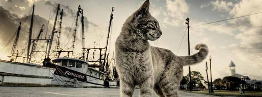 cat facebook timeline profile cover