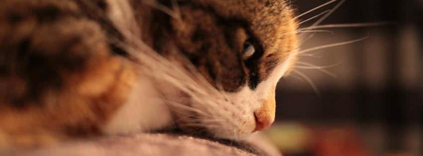 100 Cat & Kitten Facebook Timeline Cover Photo