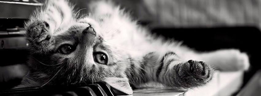 100 Cat & Kitten Facebook Timeline Cover Photo