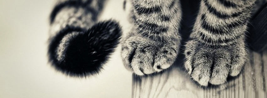 Cat Paws