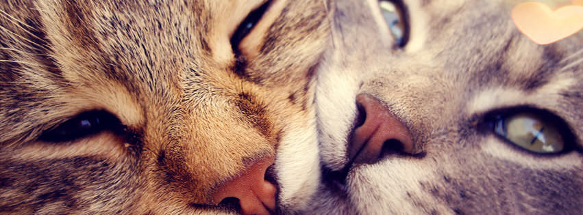 Cat facebook cover photos