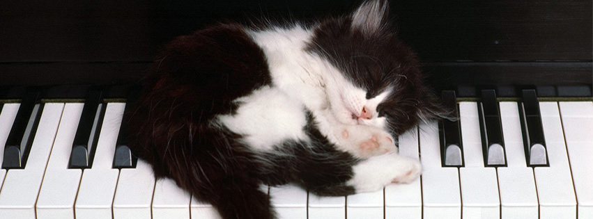 cat and piano facebook timeline cover