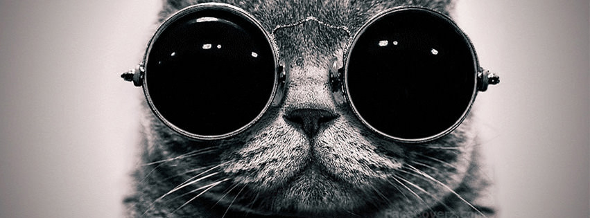 cool cat fb cover