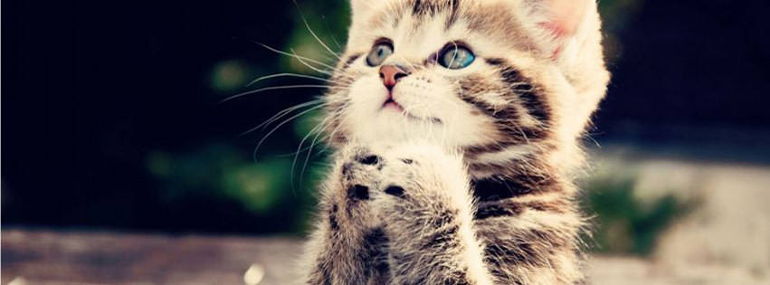 cute cat facebook timeline cover