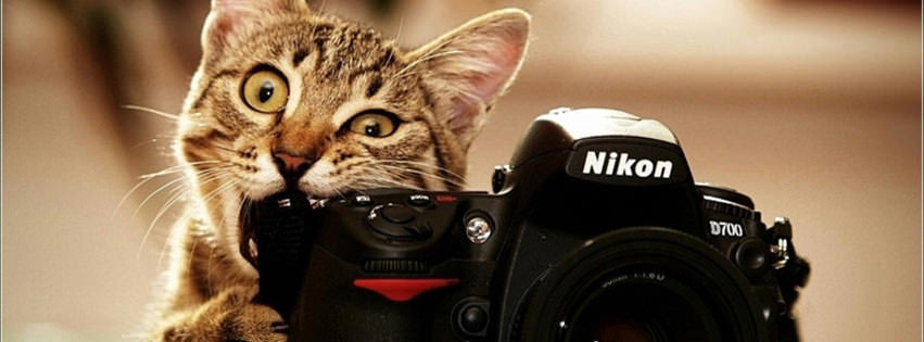 cute cat facebook timeline cover