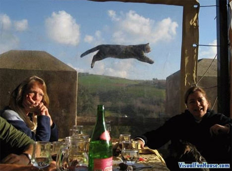 flying cat optical illusion