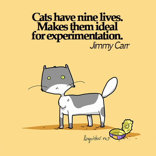 Cats have nine lives. Makes them ideal for experimentation. - Jimmy Carr 40 Funny Doodles For Cat Lovers and Your Cat Crazy Lady Friend grumpy tom talking nyan instagram pinterest facebook twitter comic pictures youtube