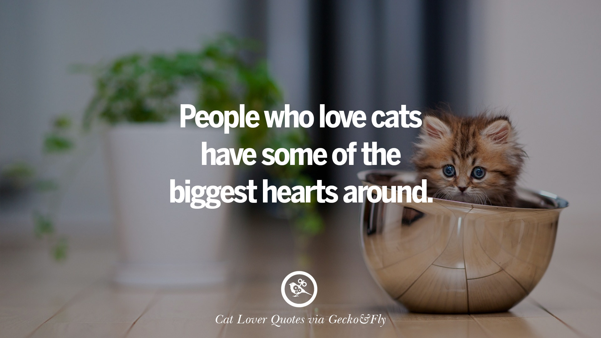 25 Cute  Cat  Images With Quotes  For Crazy Cat  Ladies 