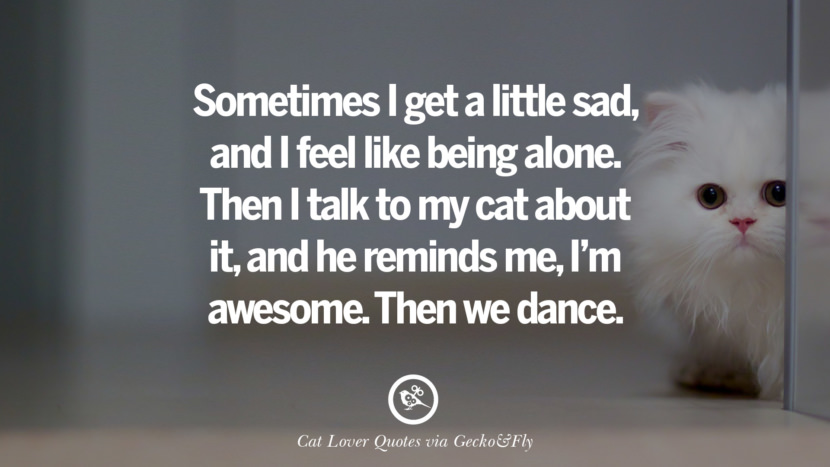 Sometimes I get a little sad, and I feel like being alone. Then I talk to my cat about it, and he reminds me, I'm awesome. Then we dance. Cute Cat Images With Quotes For Crazy Cat Ladies, Gentlemen And Lovers