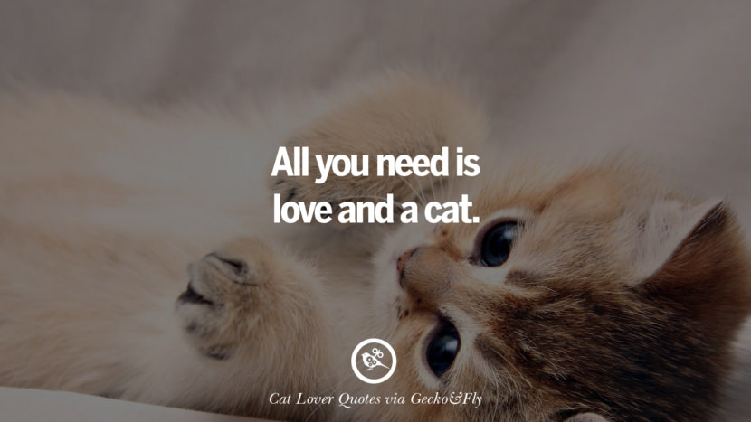 All you need is love and a cat. Cute Cat Images With Quotes For Crazy Cat Ladies, Gentlemen And Lovers