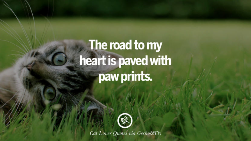 The road to my heart is paved with paw prints. Cute Cat Images With Quotes For Crazy Cat Ladies, Gentlemen And Lovers