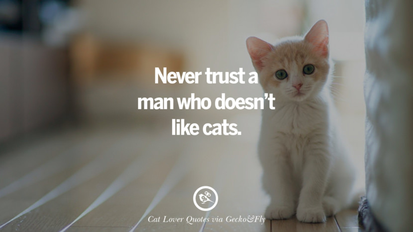 never trust a man who doesn't like cats. Cute Cat Images With Quotes For Crazy Cat Ladies, Gentlemen And Lovers