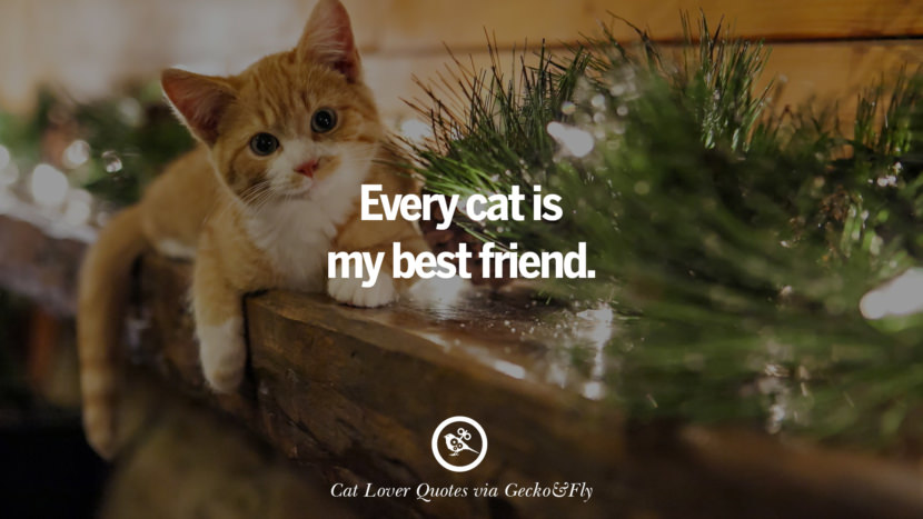 Every cat is my best friend.