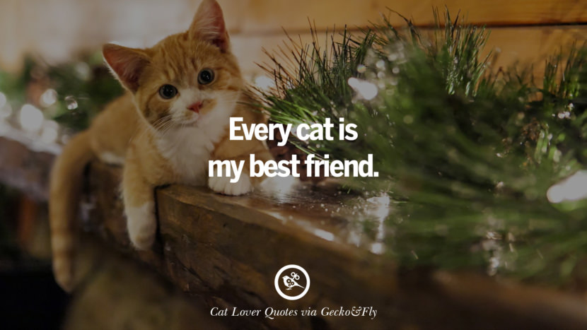 Every cat is my best friend. Cute Cat Images With Quotes For Crazy Cat Ladies, Gentlemen And Lovers