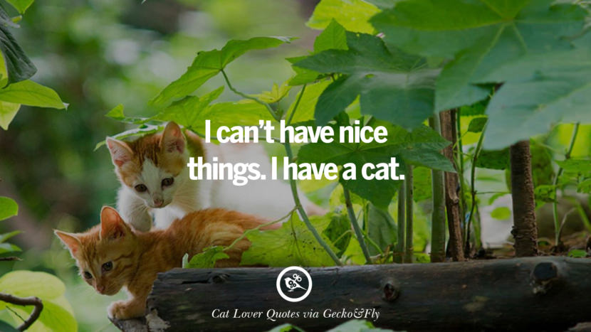 25 Cute Cat Images With Quotes For Crazy Cat Ladies, Gentlemen And Lovers